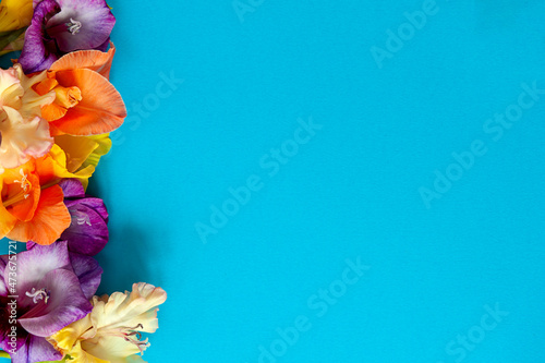 Bright flowers of gladiolus on a blue background. Summer background with flowers. With free space for text