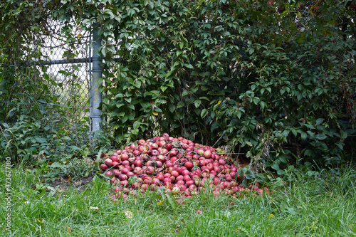 a pile of crabapples photo