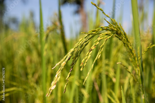Close up of rice grains on a plant.