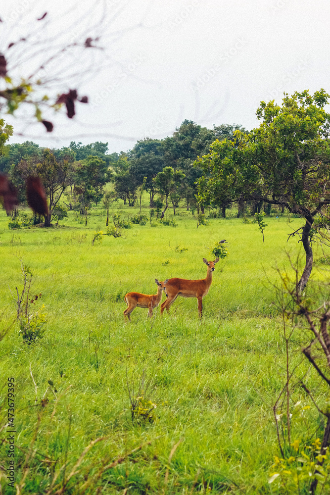 Shai Hills, Greater Accra Region, Ghana. Beautiful and panoramic view of natural landscape in a public park in Ghana with an antelope watching at camera.