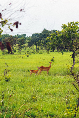 Shai Hills, Greater Accra Region, Ghana. Beautiful and panoramic view of natural landscape in a public park in Ghana with an antelope watching at camera.