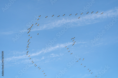 Brown Pelicans flying in formation. Wildlife photography. 