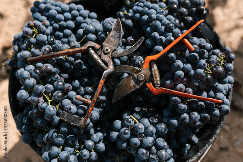 Harvested grapes and secateurs in farm photo