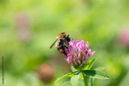 A bee collects nectar on a clover flower in a meadow. Blurred background. Insect close-up