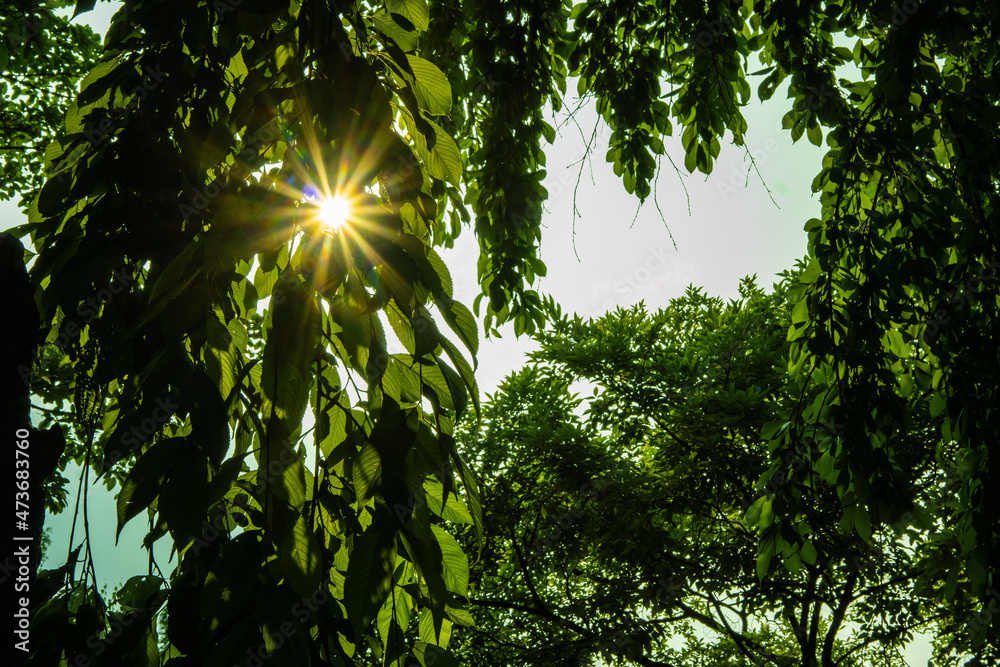 Obraz premium Light between the leaves