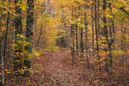 Autumn Crawford Notch Woods photo