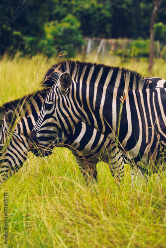 Plains Zebra Head shot