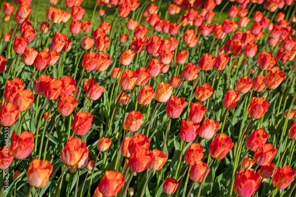 A flower bed of red tulips in the sunbeams. Selective focus.
