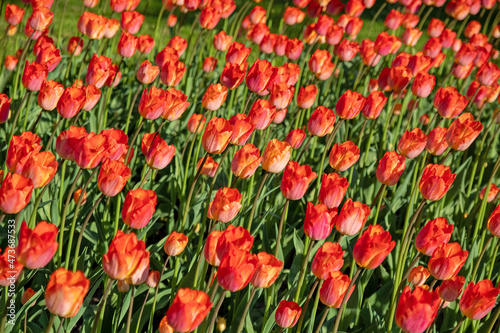 A flower bed of red tulips in the sunbeams. Selective focus.