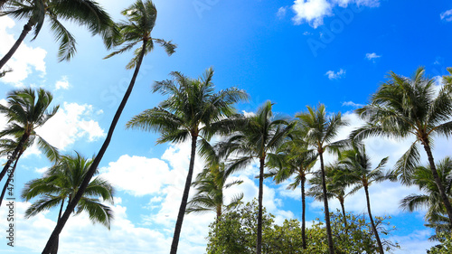 palm trees on Waikiki beach  Hawaii