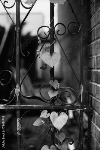 Heart-Shaped Ivy on wrought iron