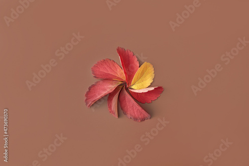 Flower made of autumnal leaves photo