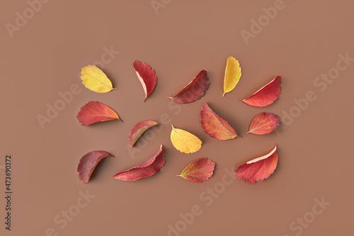 Scattered autumnal leaves