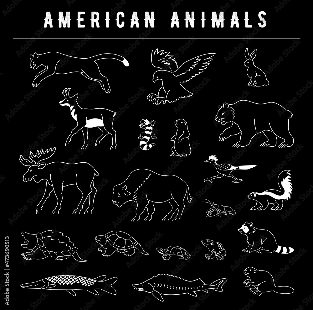 アメリカ大陸に生息する動物のイラストセット Adobe Stock
