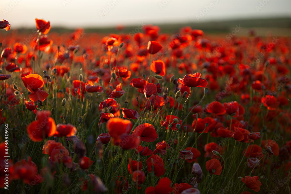 Fototapeta premium Red poppy field at sunset.