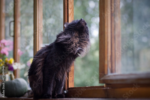 black cat on the windowsill photo