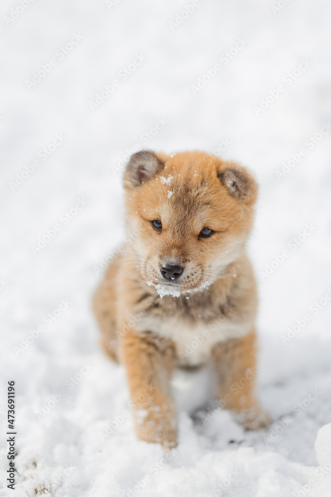 A cute little puppy in the snow. A cute little puppy in the snow.