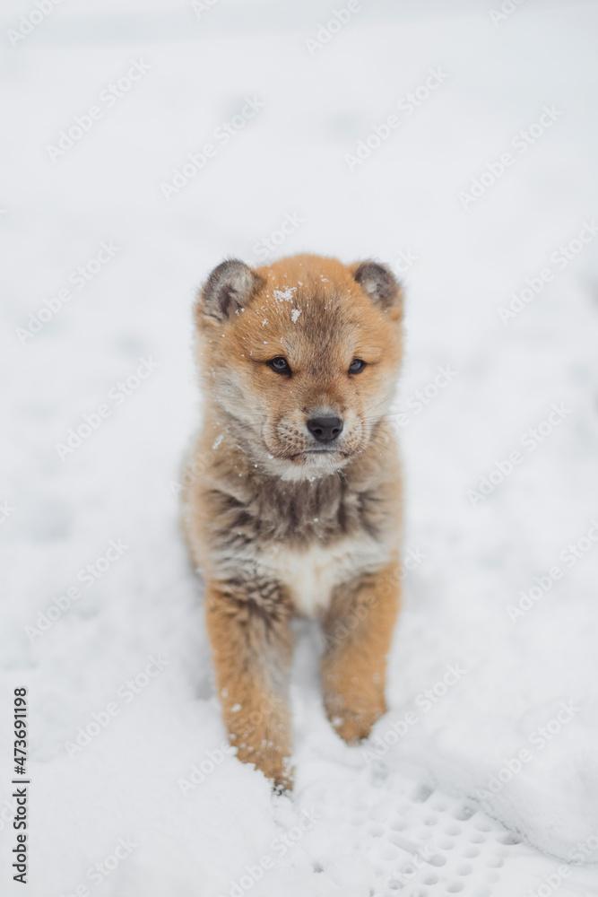 Close-up of a puppy in the snow. Close-up of a puppy in the snow.