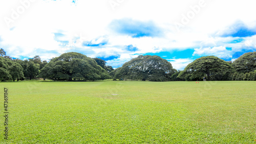 monkey pod tree in Moanalua garden in Hawaii,U.S.A. photo