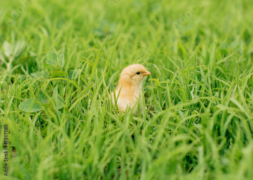 A chick hiding in the grass. photo