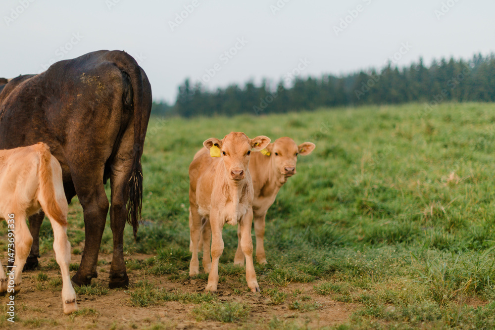 Close-up of calves in the field. Close-up of calves in the field.