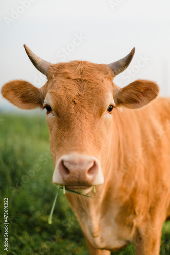 Close-up shooting of cows in grazing land. photo