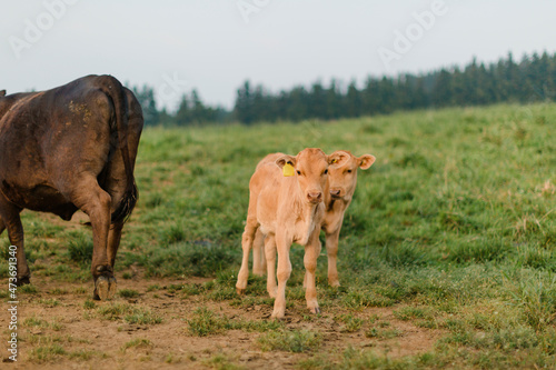 Two calves in the grazing land.