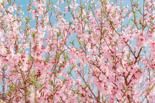 Pink peach flower on a spring day.