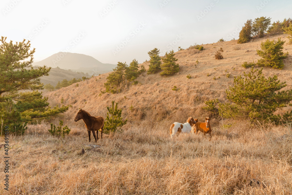 Horses run around the hill. Horses run around the hill.