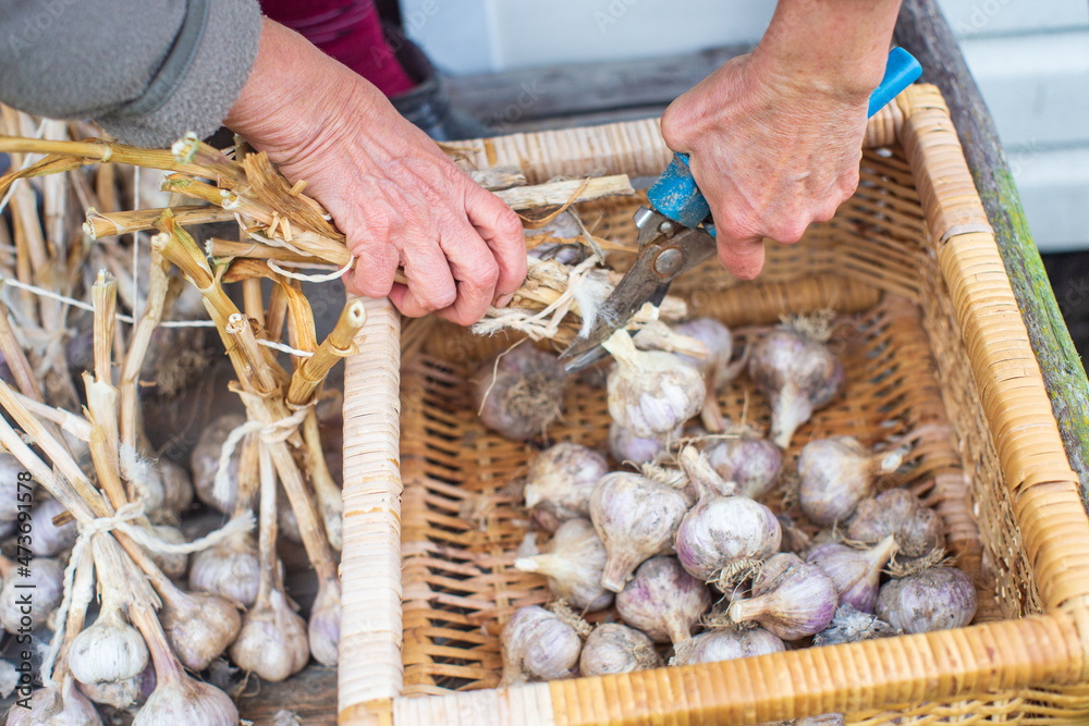 Harvesting garlic for the winter. Agriculture concept. Healthy and fresh food. Cutting off the stem from the bulb.