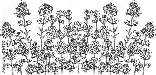 春の菜の花線画背景イラスト