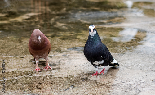 Two domestic pigeons standing on the wet rooftop after the rain close up