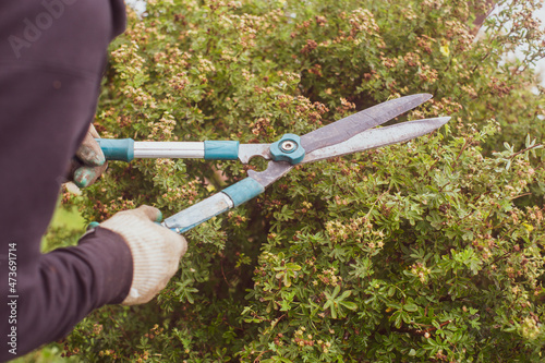 Farmer hands who make pruning of bushes with large garden shears. Gardening Tools. Agricultural concept. Farming season.