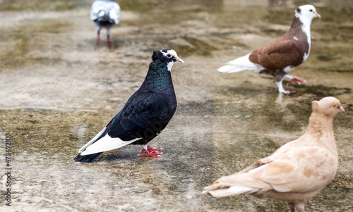 Domestic pigeons standing on the textured wet concrete floor close up