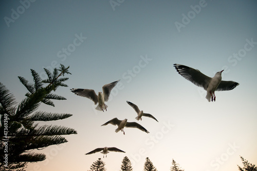 Flying seagulls looking for food photo