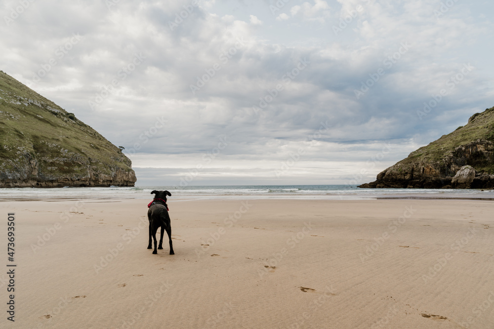 Cute dog walking in the middle of empty wild beach Cute dog walking in the middle of empty wild beach