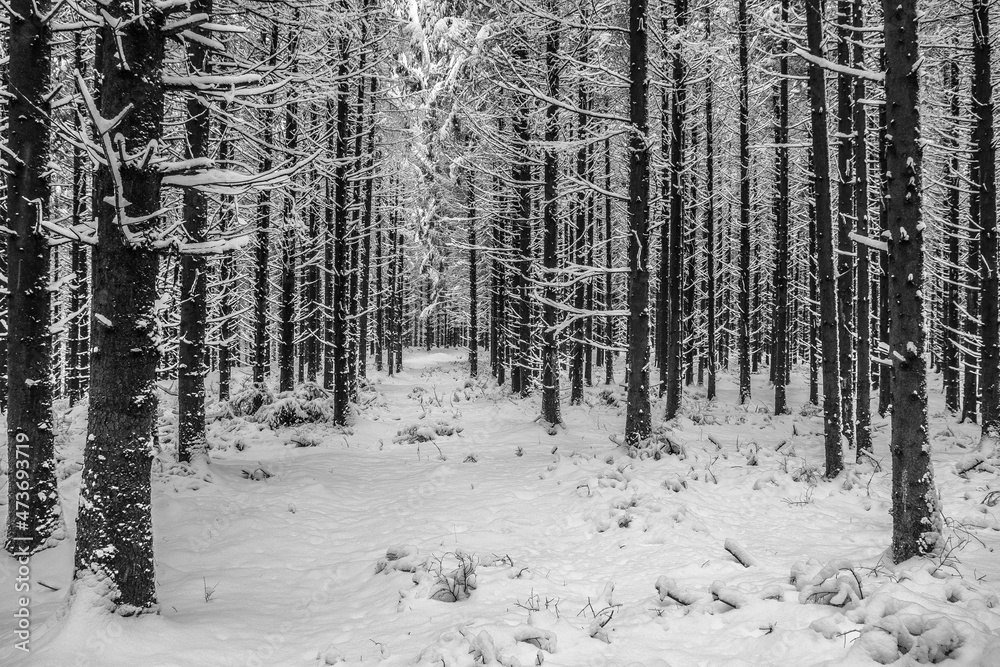 Weg in einem verschneiten Wald Weg in einem verschneiten Wald