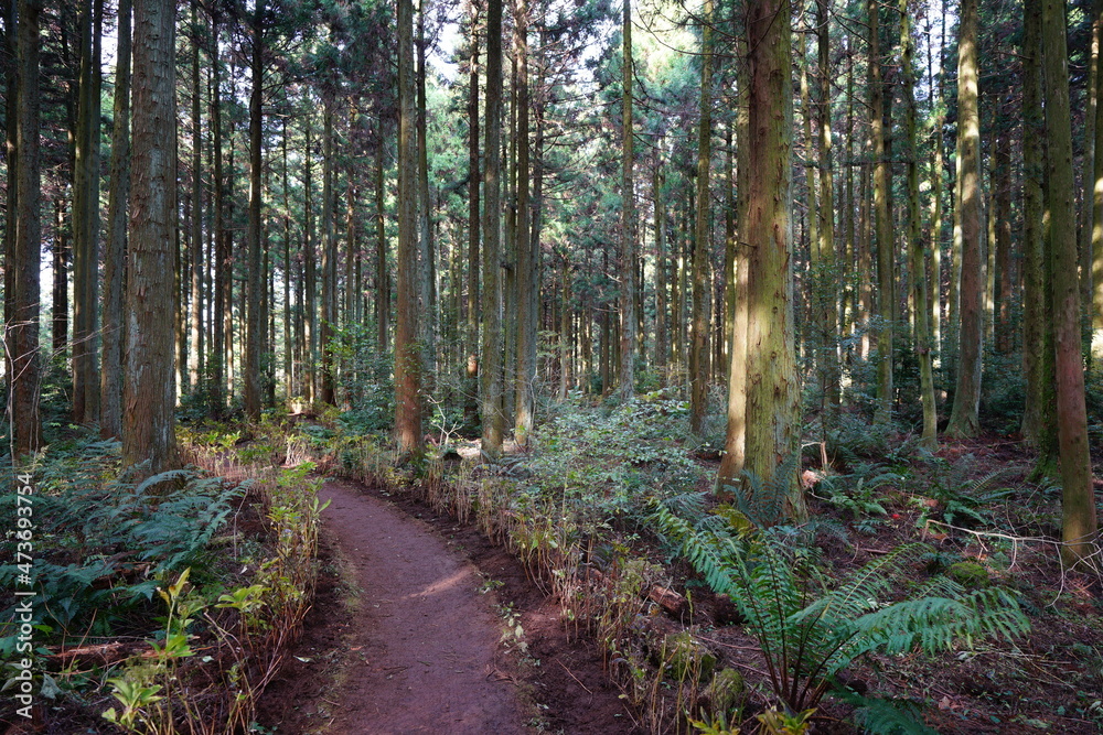Fototapeta premium a refreshing cedar forest in the sunlight