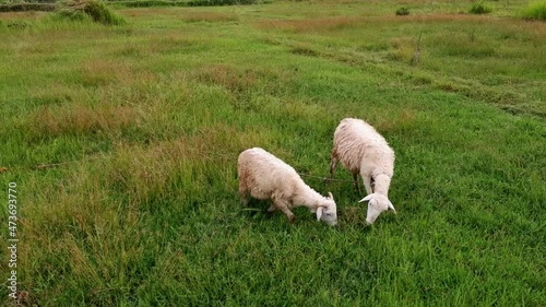 sheep eating in the meadow