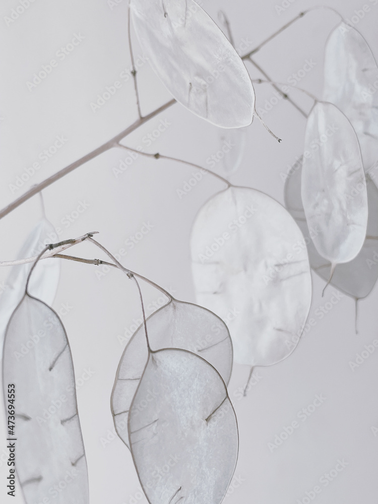 Dried twigs of lunaria plant Dried twigs of lunaria plant