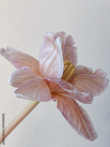 Closeup fower with pink petals photo