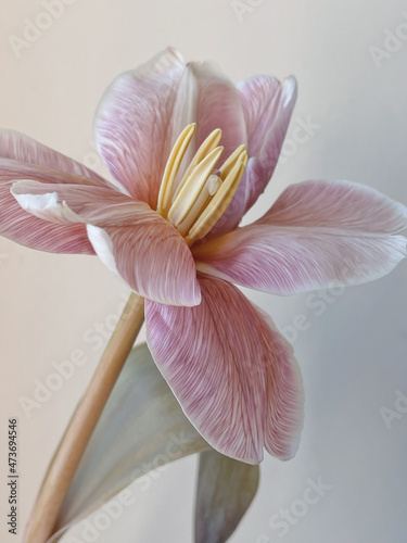 Tender flower with pink petals photo