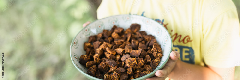 Obraz premium kid hands holding plate with cleaned and sliced chaga pieces. foraged chaga mushroom wild birch tree fungus it is used in alternative medicine for brewing healing tea for treatment covid-19. banner