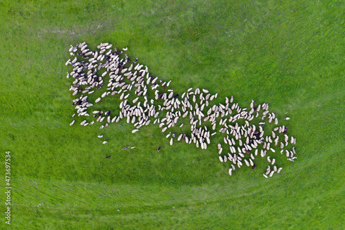 Aerial drone view of herd of sheep grazing in a meadow