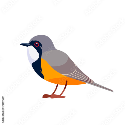 Rufous whistler is a species of whistler found in New Caledonia and Australia. Pachycephala rufiventris. Bird Cartoon, flat style character of ornithology, vector illustration isolated on white