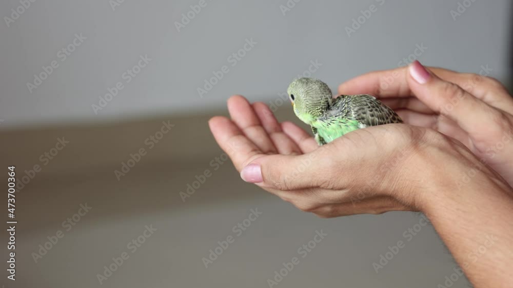 Taking care feeding pet bird budgie chick with hand baby love bird caring human hand 4K video footage pet house Kerala India kid taming playing small birdie giving food green leafy vegetable eating