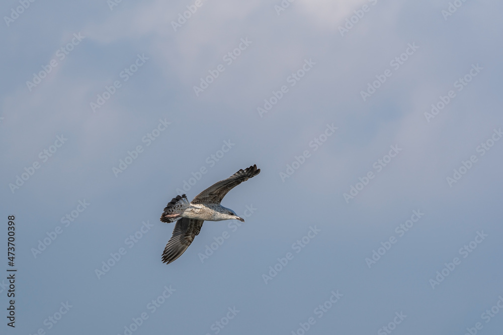 Flying Yellow-legged Gull (Larus michahellis) on a blue background Flying Yellow-legged Gull (Larus michahellis) on a blue background