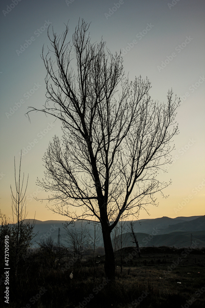 Dark abstract silhouette of a bare tree during sunset. Dark abstract silhouette of a bare tree during sunset.