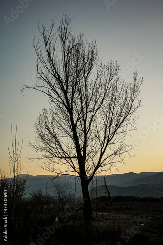 Dark abstract silhouette of a bare tree during sunset.