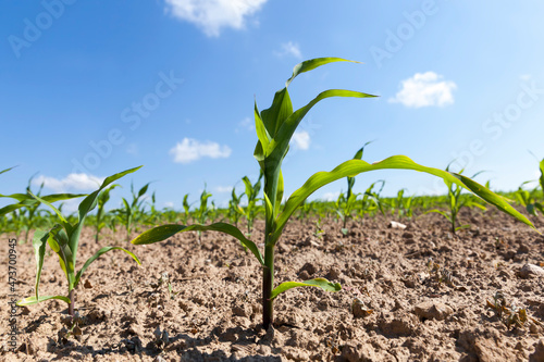 an agricultural field where corn is grown